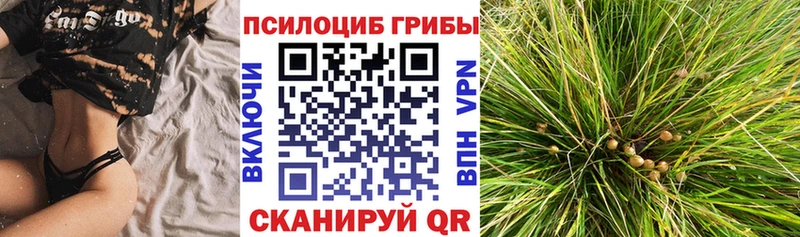Псилоцибиновые грибы Psilocybe купить наркоту Мирный